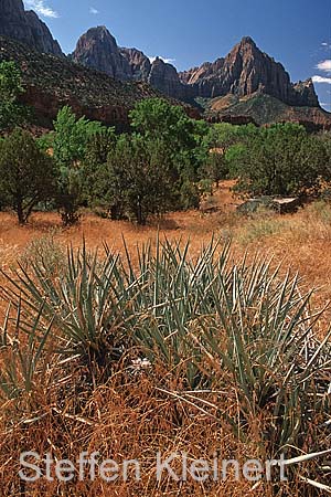 zion np 029